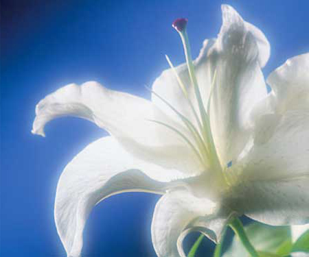 Picture of a lily